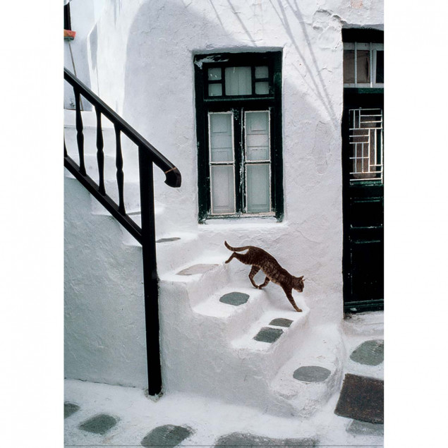 Greek Cat Greek Cat