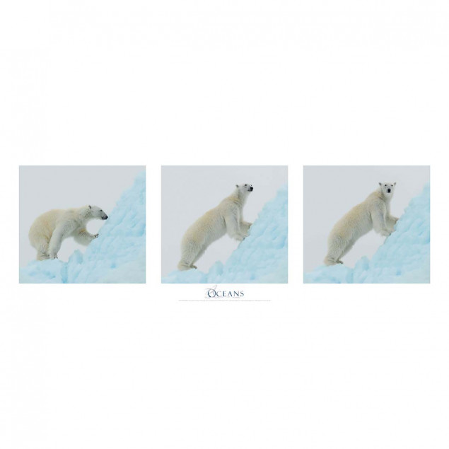 Polar bear, Arctic Polar bear, Arctic