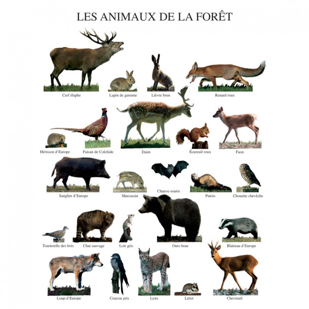 Affiche Les animaux de la fôret - 40x50cm Affiche Les animaux de la fôret - 40x50cm