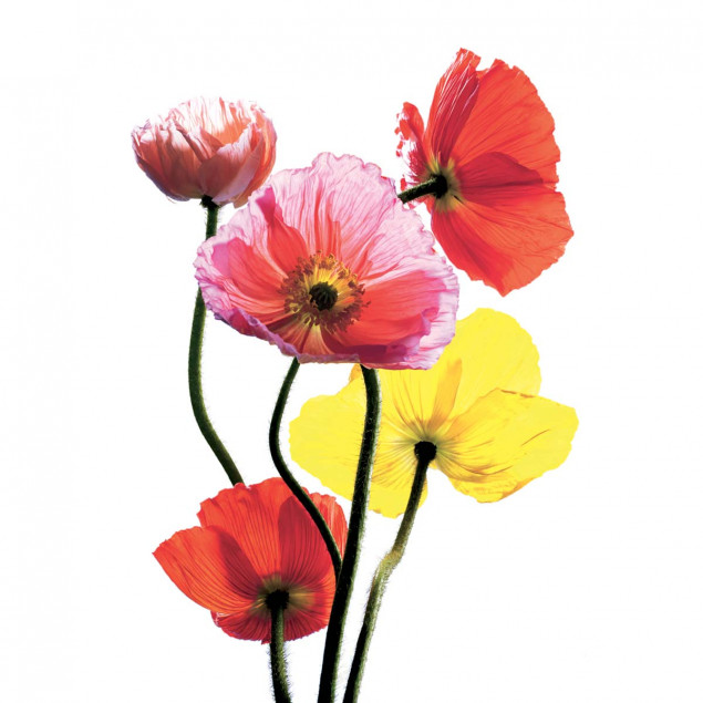 Affiche Pavots multicolores de C. PORCHEZ - 40x50c Affiche Pavots multicolores de C. PORCHEZ - 40x50c