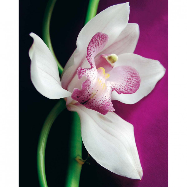 Affiche Orchidée- A. VUILLON, 40x50cm Affiche Orchidée- A. VUILLON, 40x50cm