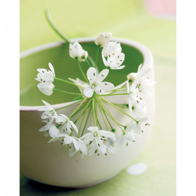 Small Flowers Small Flowers