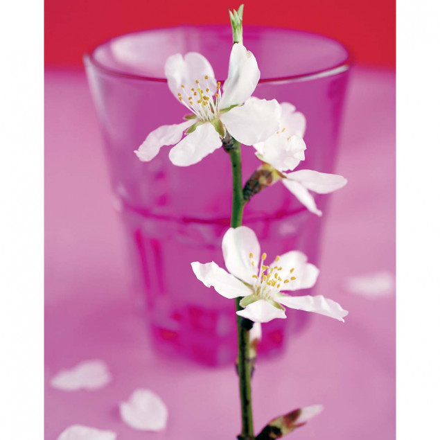 Almond Tree Flower Almond Tree Flower