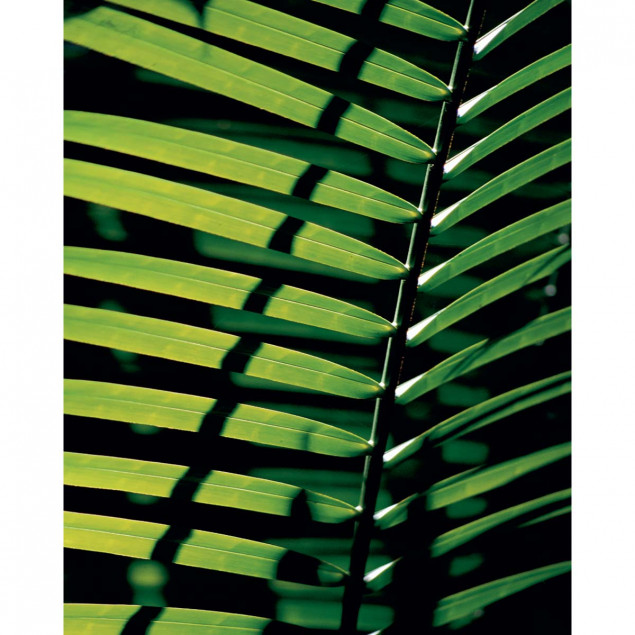 Tropicale Tropicale