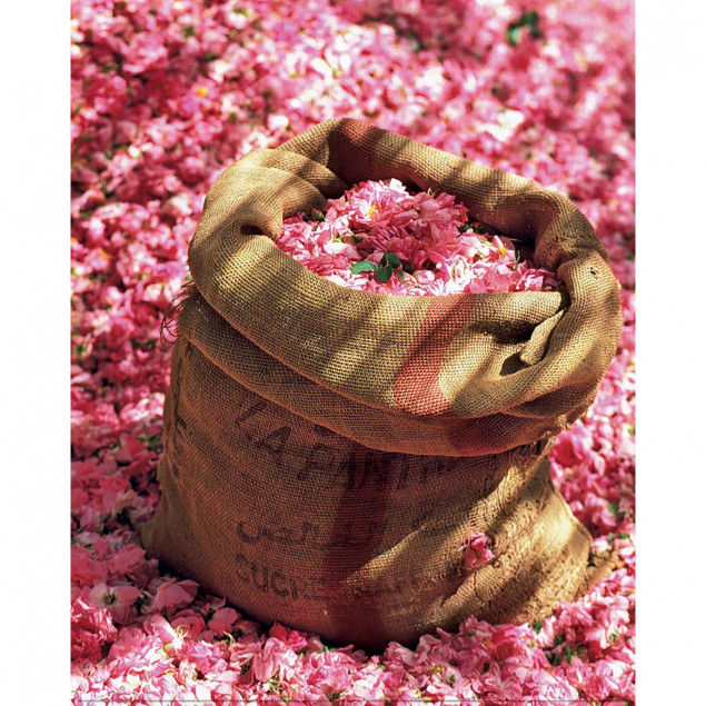 Rose Petals Rose Petals
