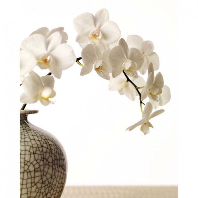 Orchid Branch Orchid Branch