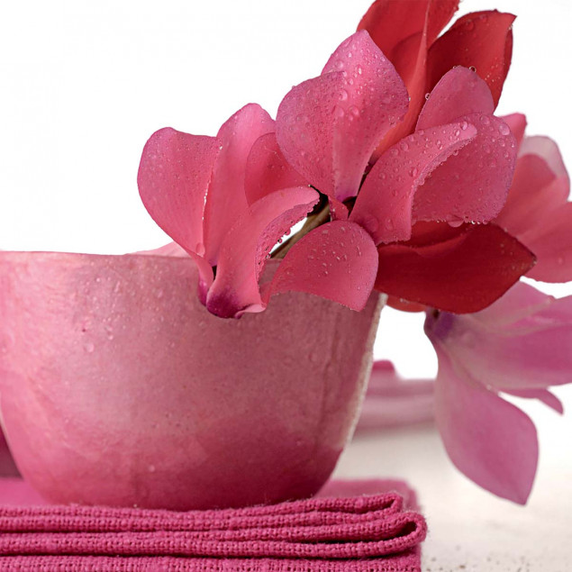 Pink cyclamens Pink cyclamens