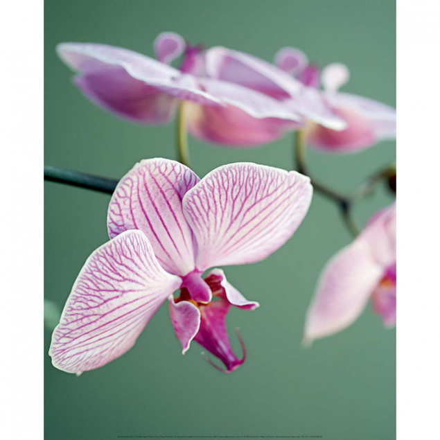 Affiche Orchidée rose - A. VUILLON, 40x50cm Affiche Orchidée rose - A. VUILLON, 40x50cm