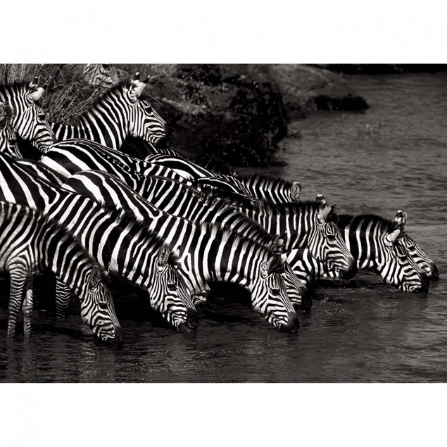 Zebra herd Zebra herd