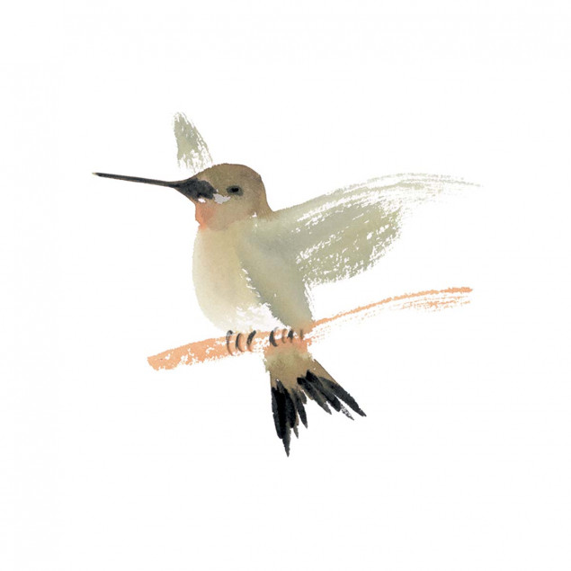 Colibri Colibri