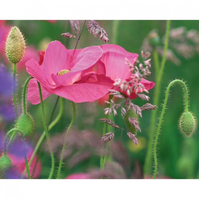 Coquelicots roses Coquelicots roses