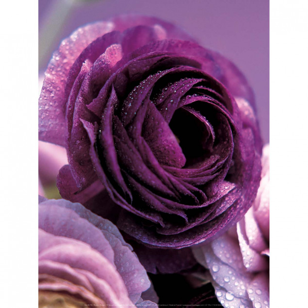 Roses Roses