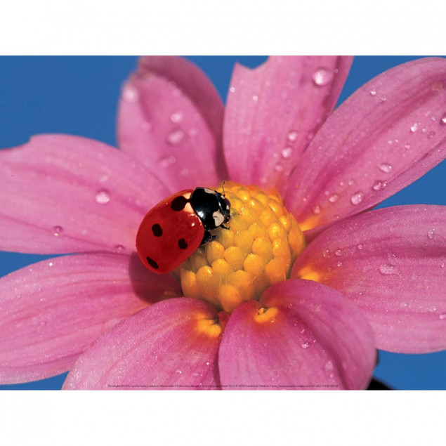 Ladybird Ladybird