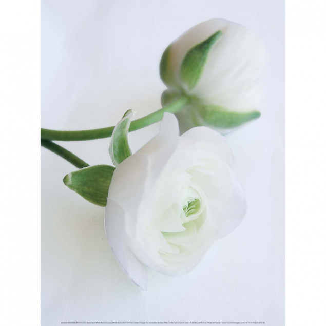 White Ranunculus White Ranunculus