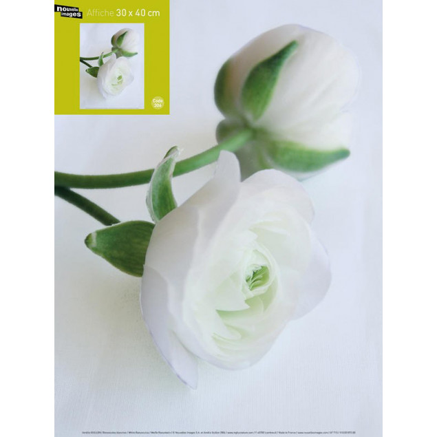 VUILLON Renoncules blanche VUILLON Renoncules blanche