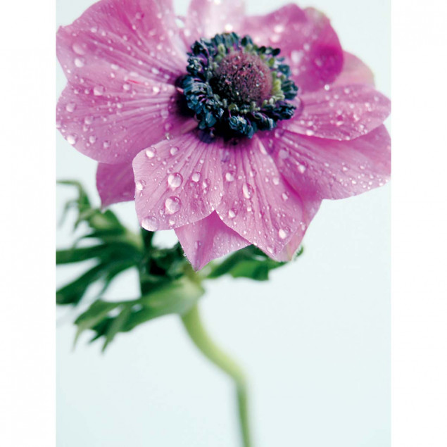 Pink Anemone Pink Anemone