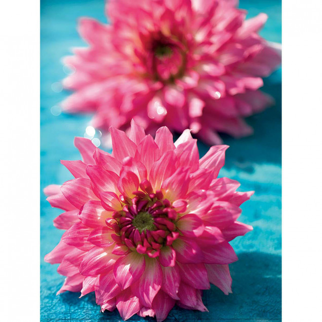 Dahlias Dahlias