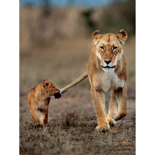 Lion cub and its mother Lion cub and its mother