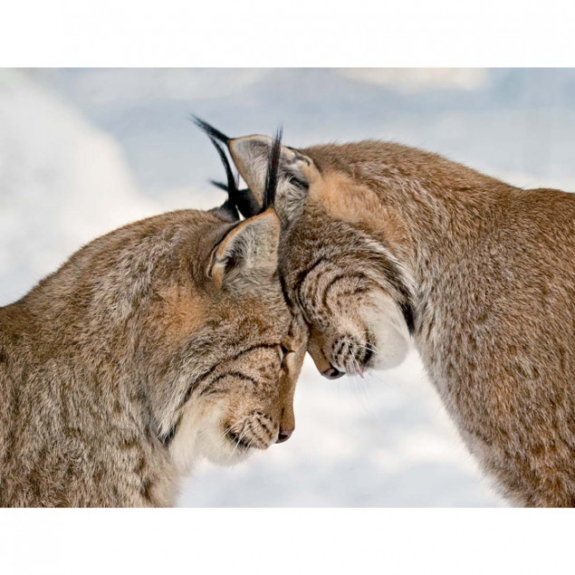 Deux lynx Deux lynx