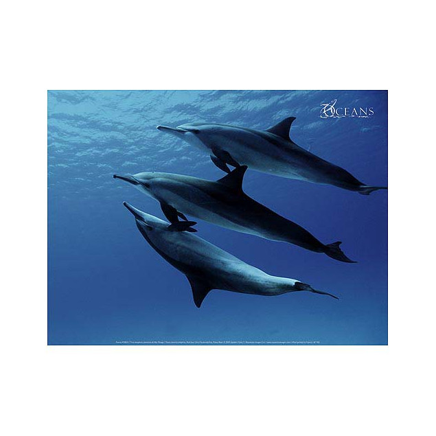 Three stenella dolphins, Red Sea Three stenella dolphins, Red Sea