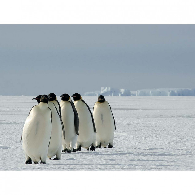 Emperor Penguins, Antarctica Emperor Penguins, Antarctica