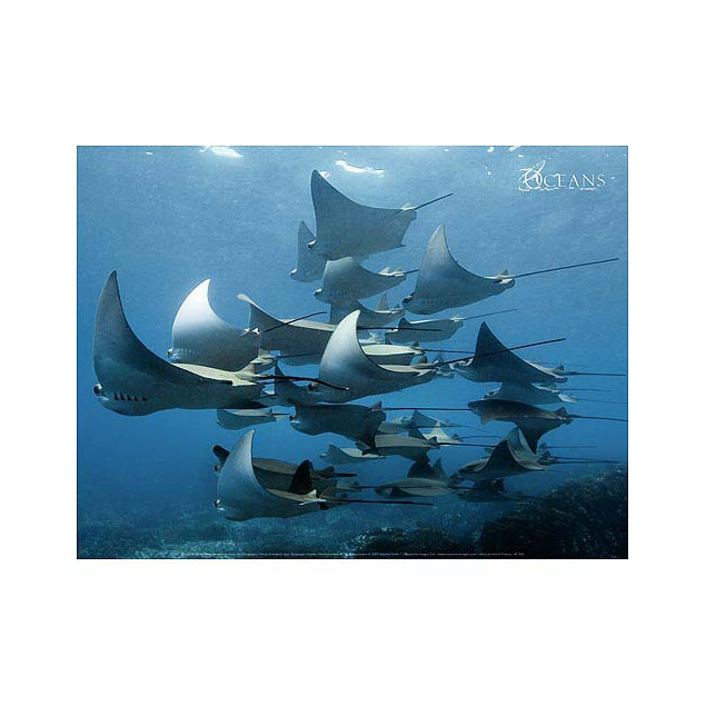 Shoal of mobula rays, Gal pagos Islands Shoal of mobula rays, Gal pagos Islands