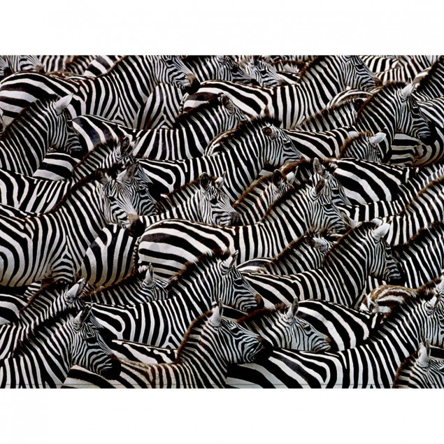 Zebras, Kenya Zebras, Kenya
