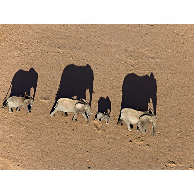Elephants in Damaraland District, Namibia Elephants in Damaraland District, Namibia