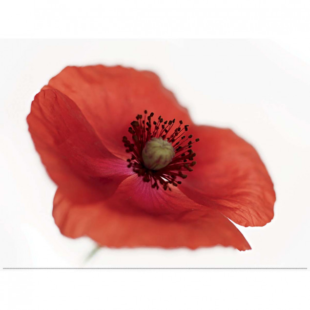 Affiche Coquelicot - 30x40cm Affiche Coquelicot - 30x40cm