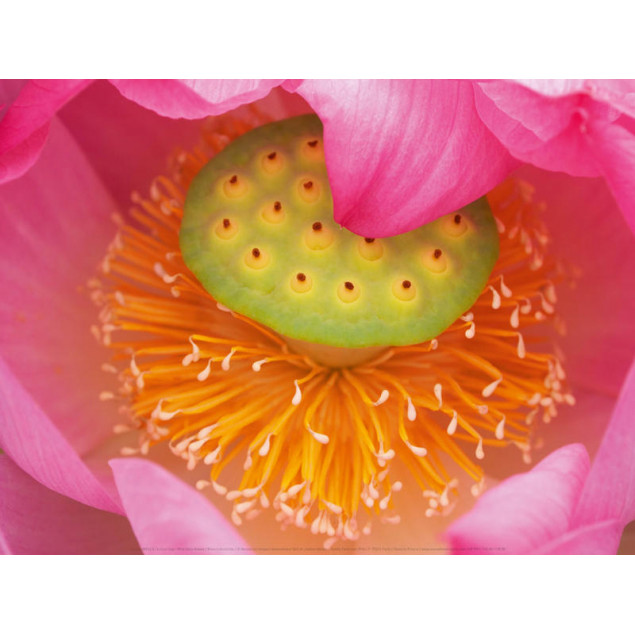 Pink lotus flower Pink lotus flower