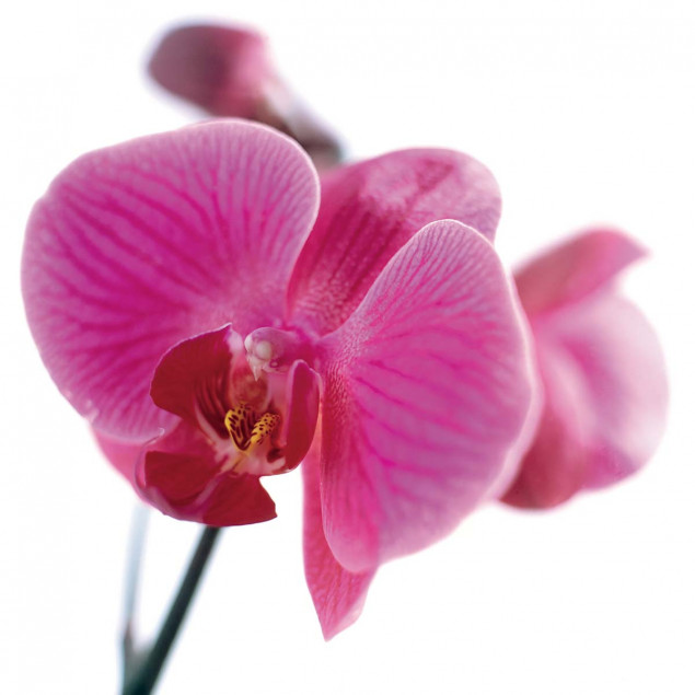 Pink Orchid Pink Orchid