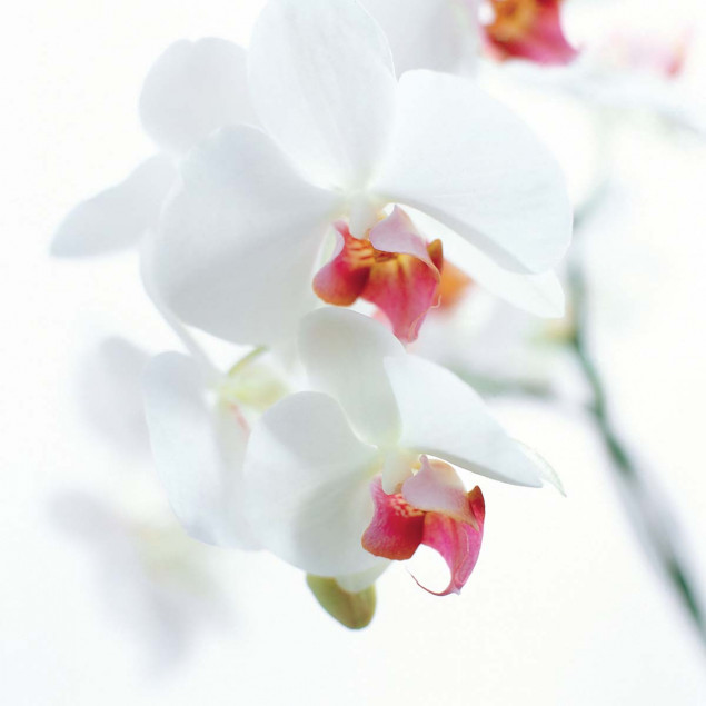 White and Pink Orchid White and Pink Orchid
