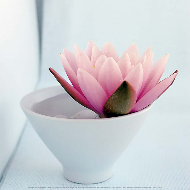 Water lily Water lily