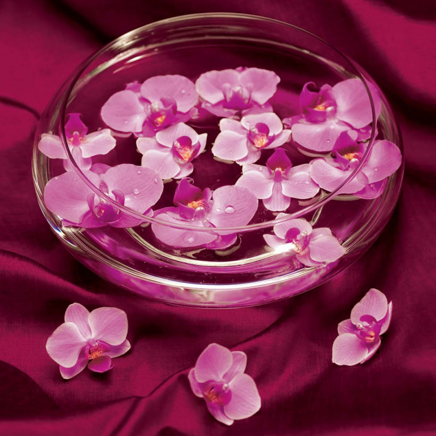 Orchids in Water Orchids in Water