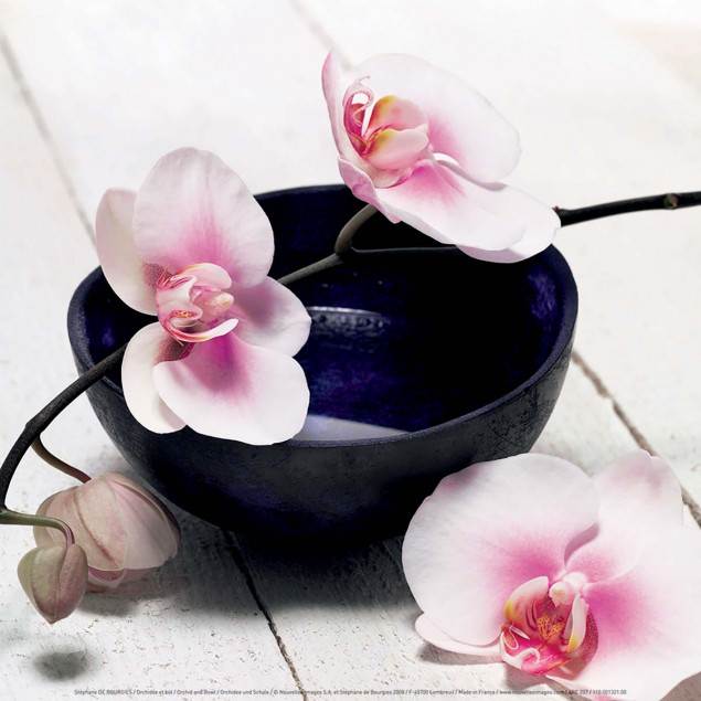 Orchid and Bowl Orchid and Bowl