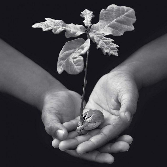 Offering with Oak Offering with Oak