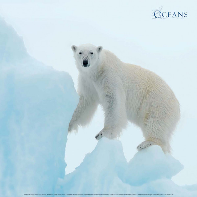 Polar bear, Arctic Polar bear, Arctic