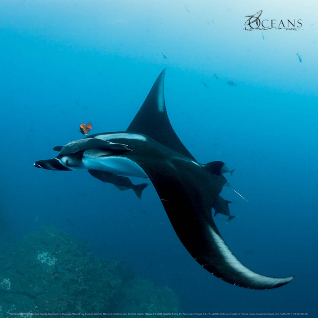 Manta ray, Socorro Islands, Mexico Manta ray, Socorro Islands, Mexico