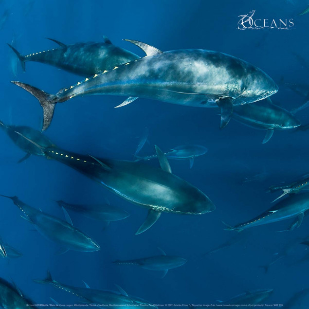 Shoal of red tuna, Mediterranean Shoal of red tuna, Mediterranean