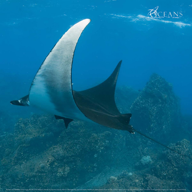 Manta ray, Socorro Islands, Mexico Manta ray, Socorro Islands, Mexico