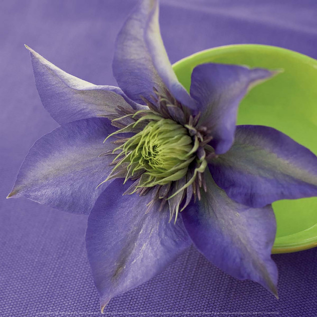 Clematis and bowl Clematis and bowl