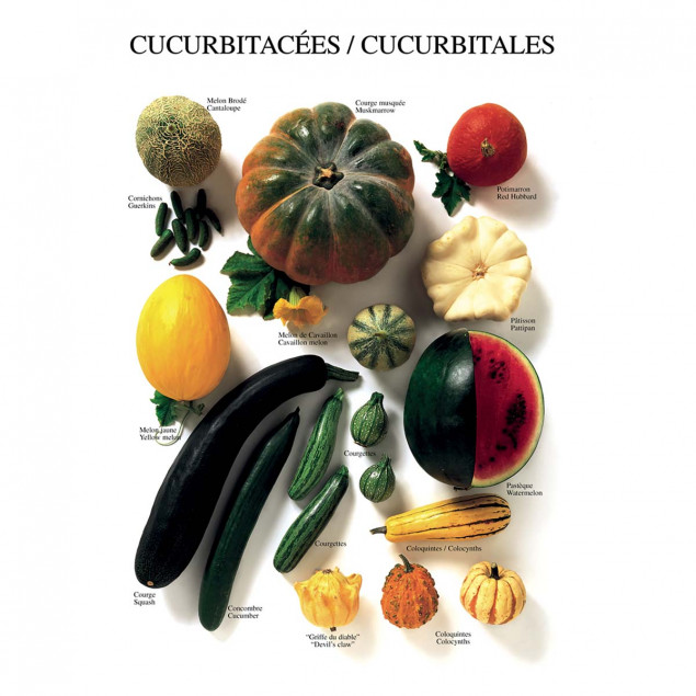 Cucurbitales Cucurbitales
