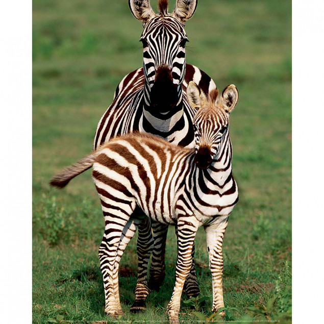 Zèbre et son petit, Parc national de Serengeti, Ta Zèbre et son petit, Parc national de Serengeti, Ta