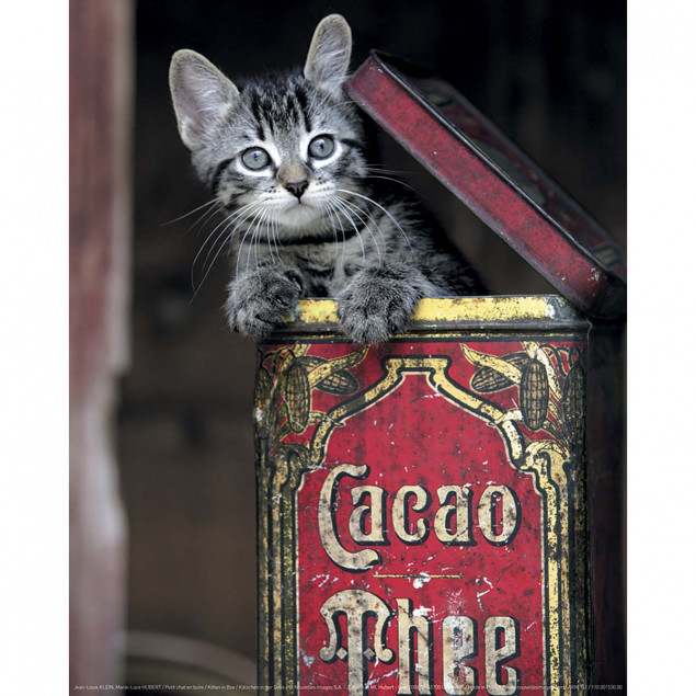 Kitten in Box Kitten in Box