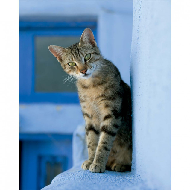 Chat grec Chat grec