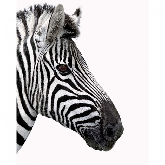 Zèbre de profil / Zebra in profile, DIGITAL ZOO Zèbre de profil / Zebra in profile, DIGITAL ZOO