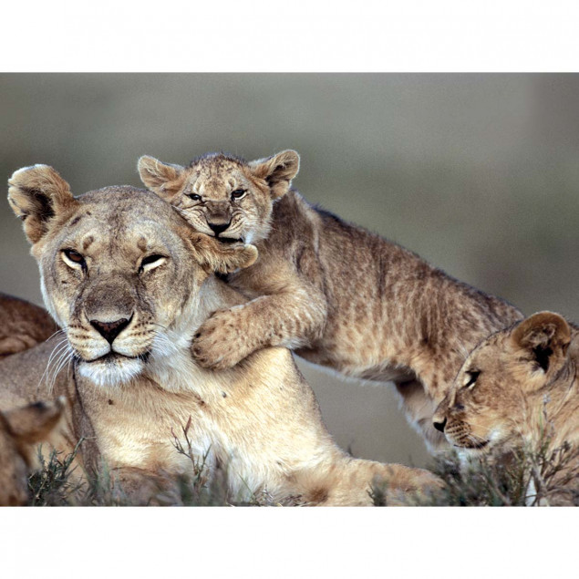 Lioness and Kid in Masai Mara National Reserve, Ke Lioness and Kid in Masai Mara National Reserve, Ke