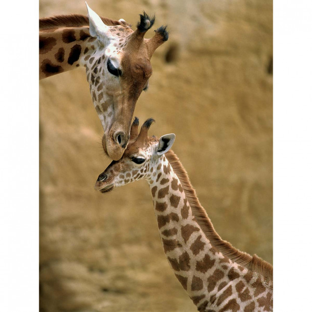 Tender moment between Giraffe and son Tender moment between Giraffe and son