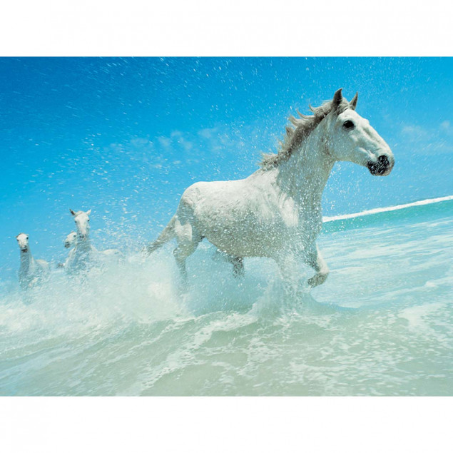 Horses trotting in surf, Noordhoek Beach, Cape Tow Horses trotting in surf, Noordhoek Beach, Cape Tow