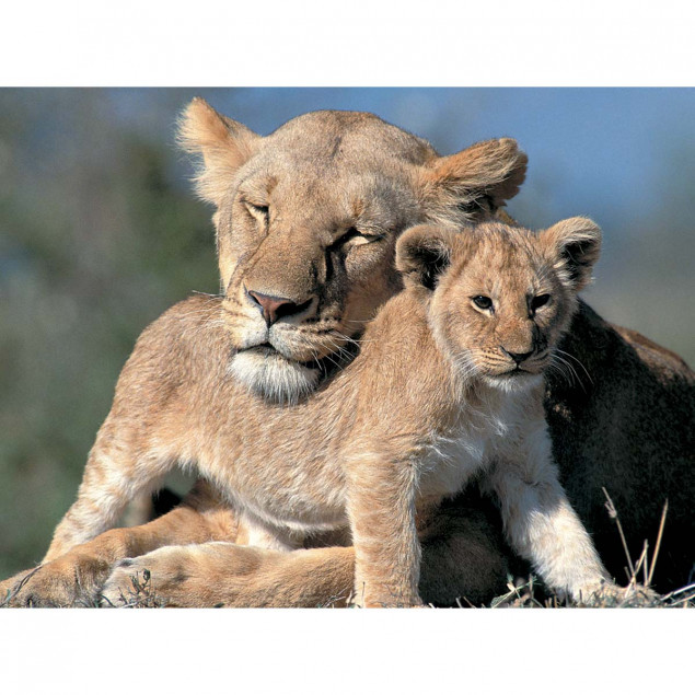 Lioness with Cub, Masai Mara Natural Reserve, Keny Lioness with Cub, Masai Mara Natural Reserve, Keny
